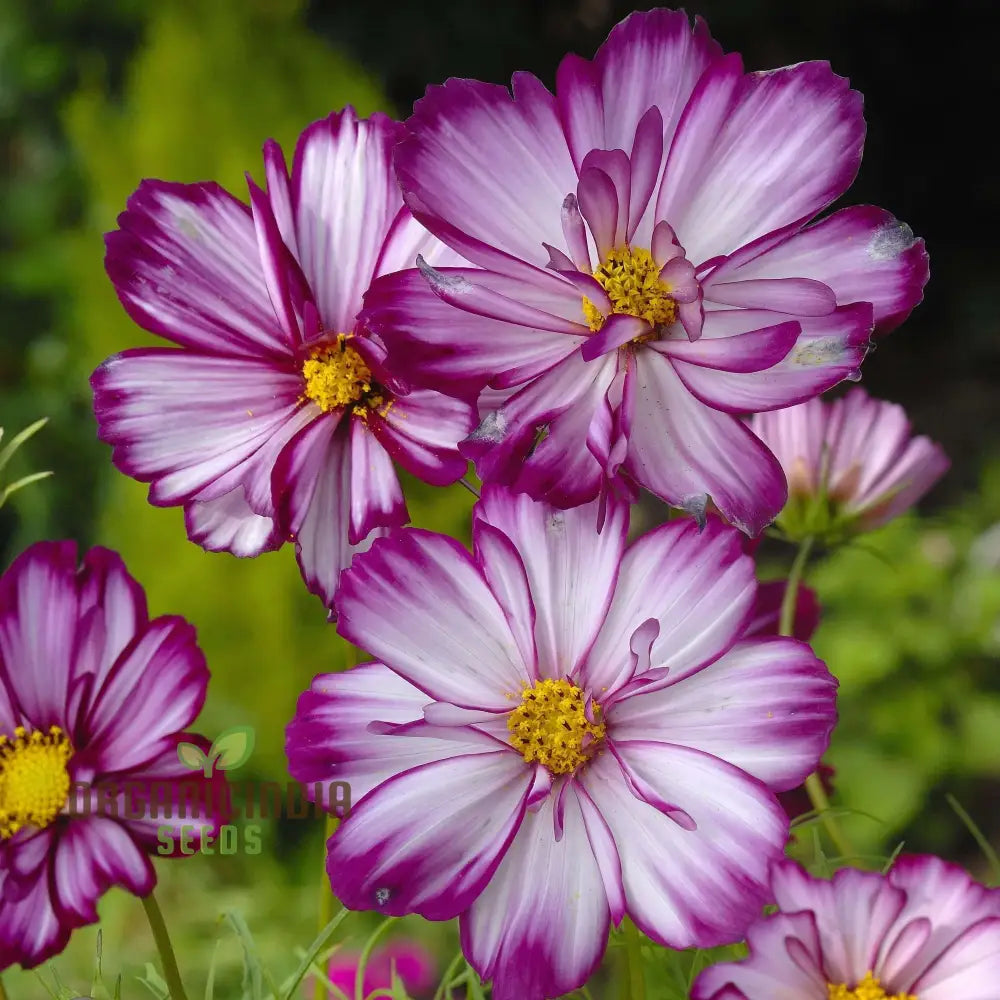Fizzy Rose Picotee cosmos seeds for colorful garden flowers