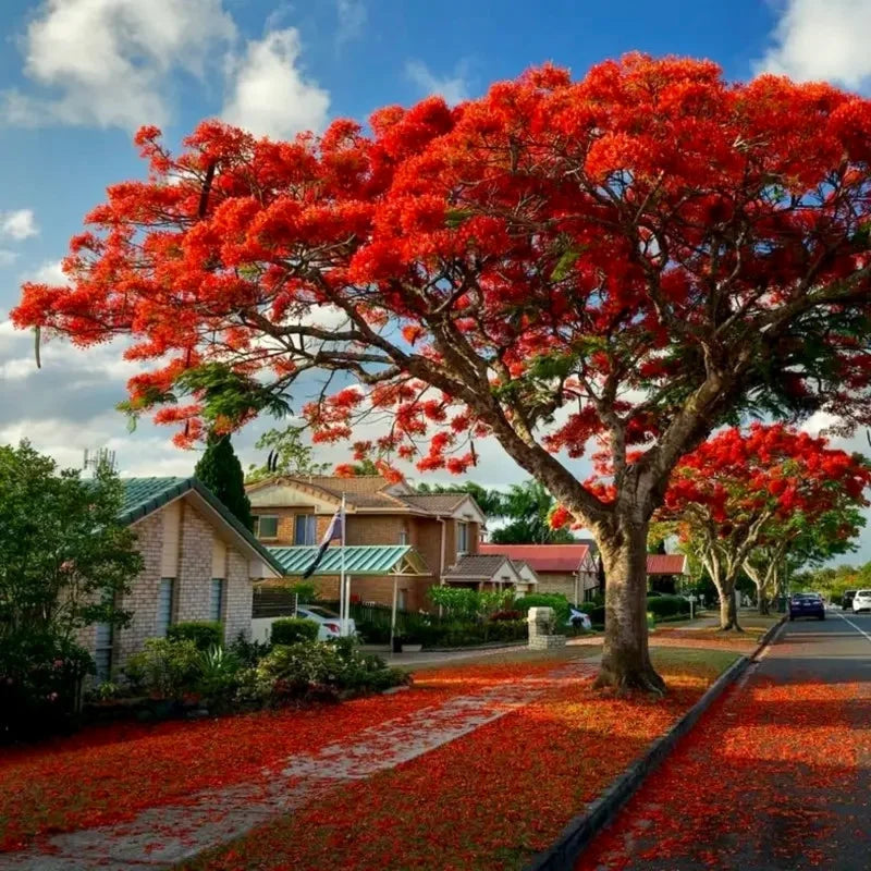 Flamboyant Flame Tree seeds tropical variety