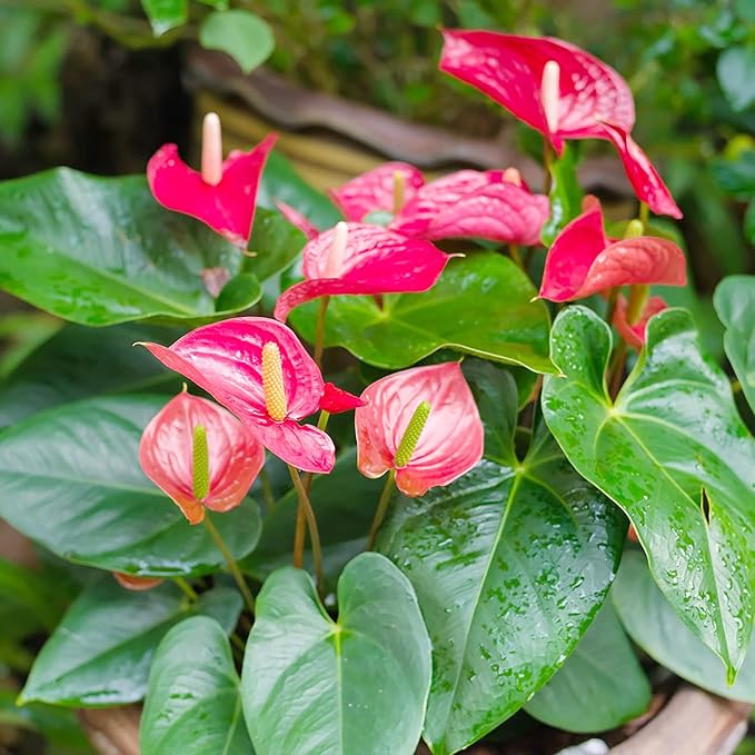 Flamingo Anthurium seeds glossy tropical flowers