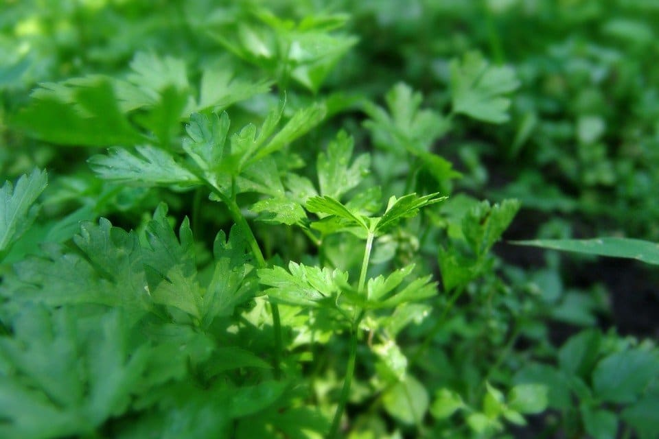 Flat Leaf Parsley Herb with Fresh Green Leaves for Cooking