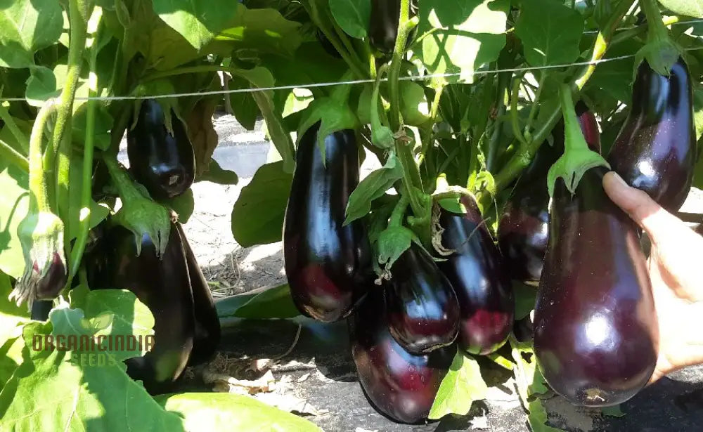 Glossy Purple Florida Market Eggplants Ready for Harvest