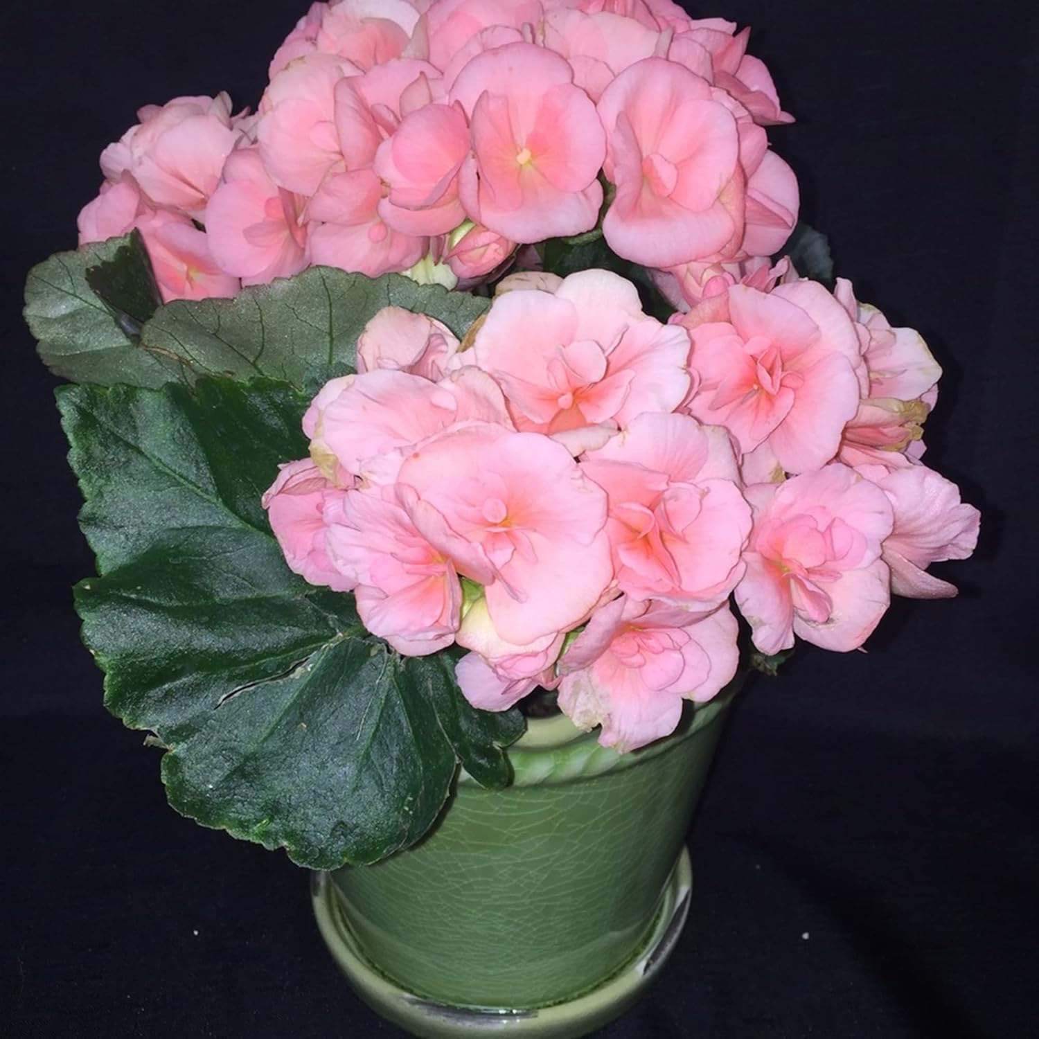 Flowering Begonia seeds with beautiful pink blooms