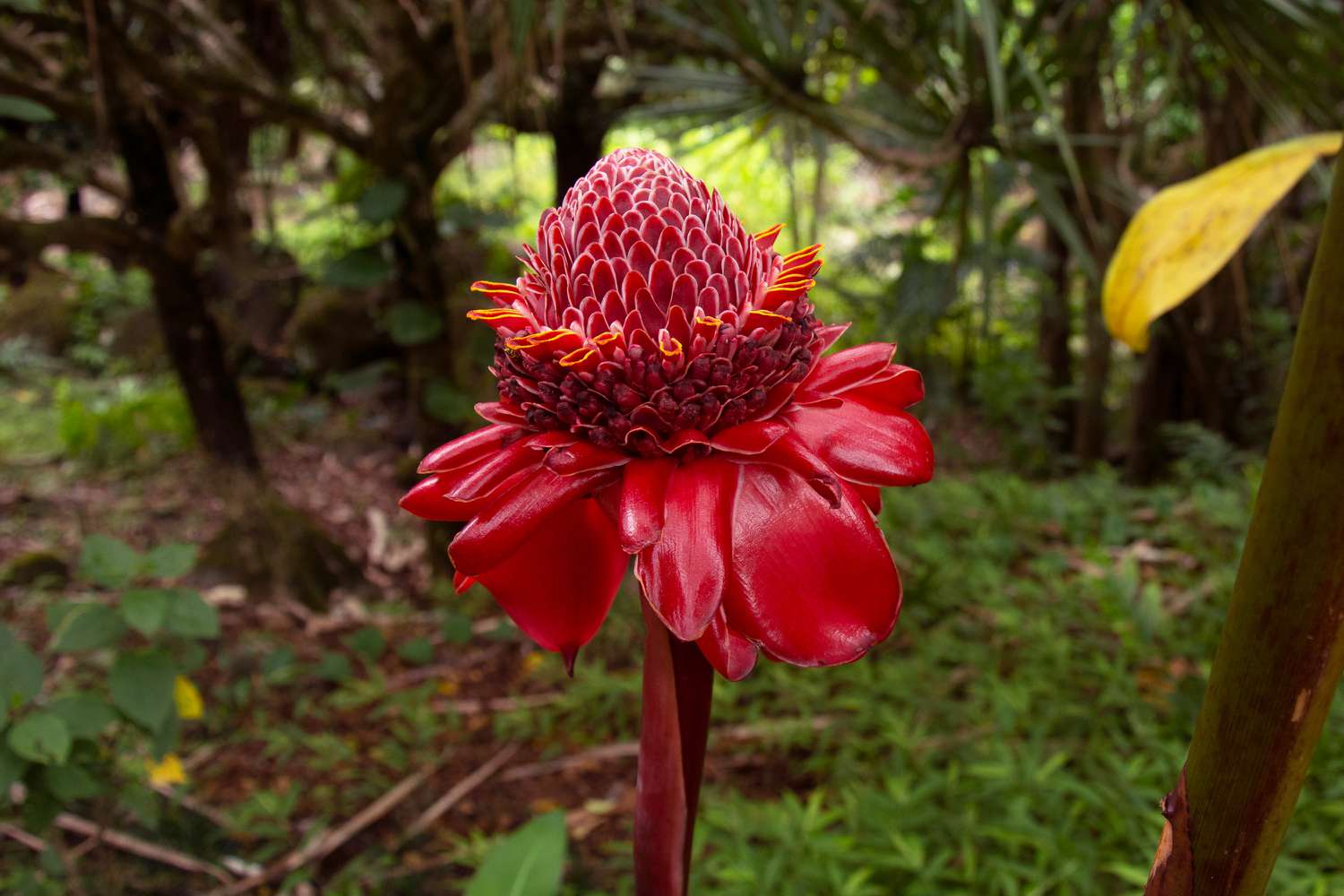 Flores únicas en forma de piña con una fragancia dulce