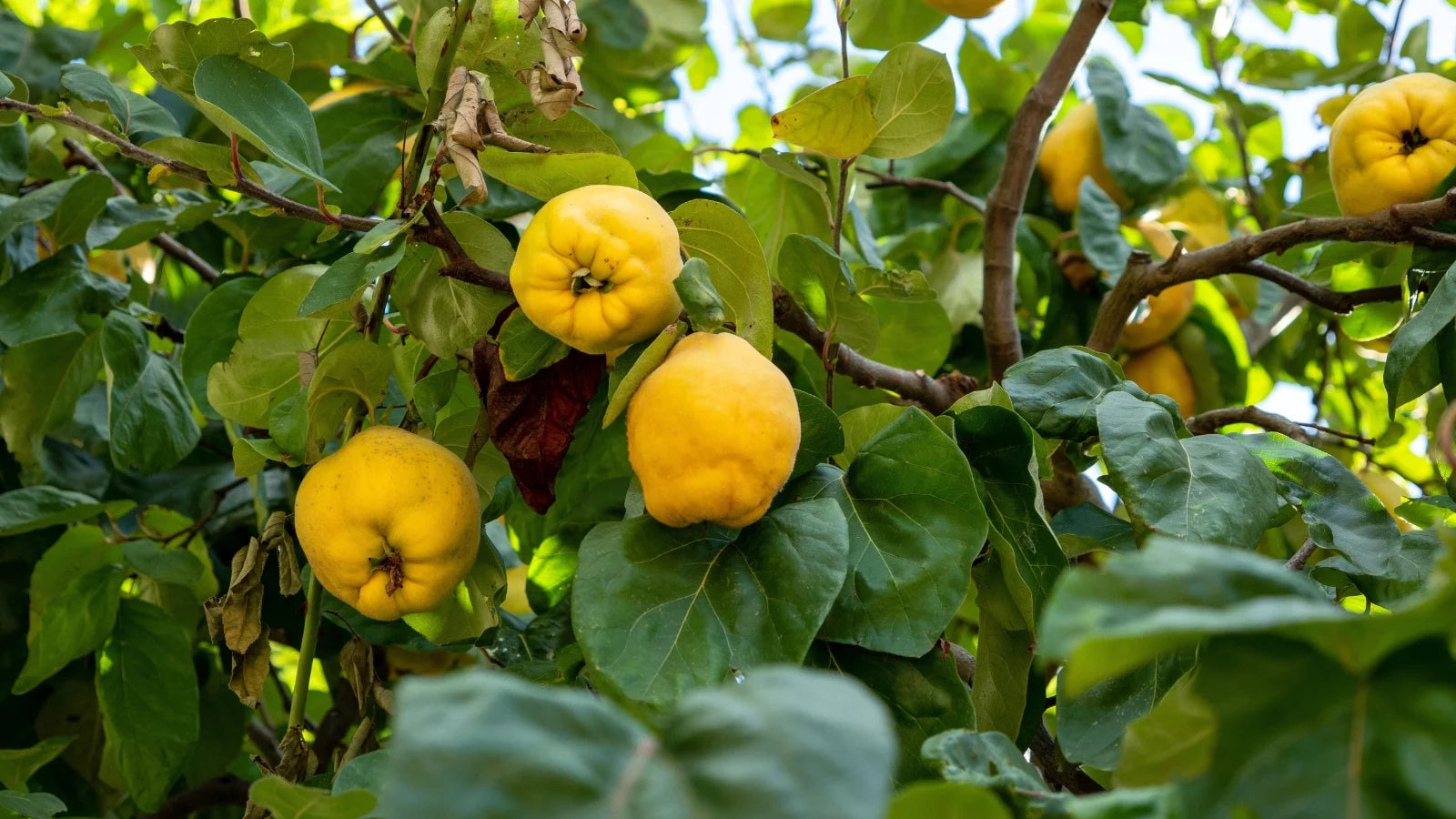 dible Yellow Fruit on Flowering Quince Branch