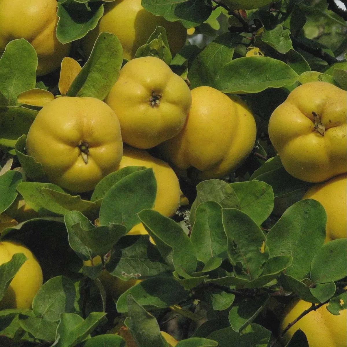 Flowering Quince Seeds Non-GMO for Planting