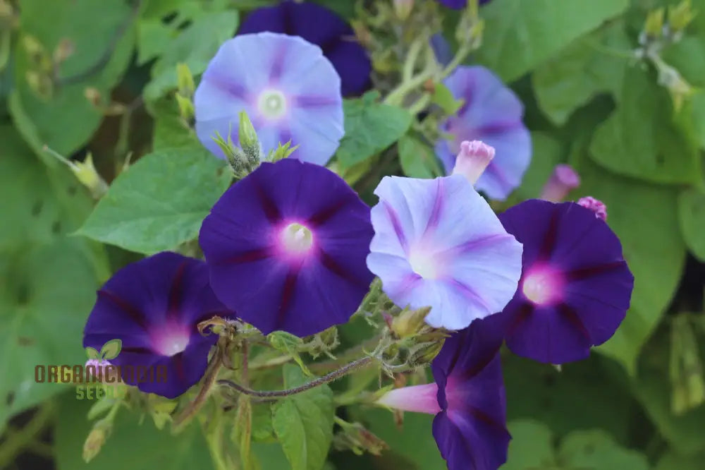 Blue Trumpet Flowering Vine Seeds for Outdoor Gardens