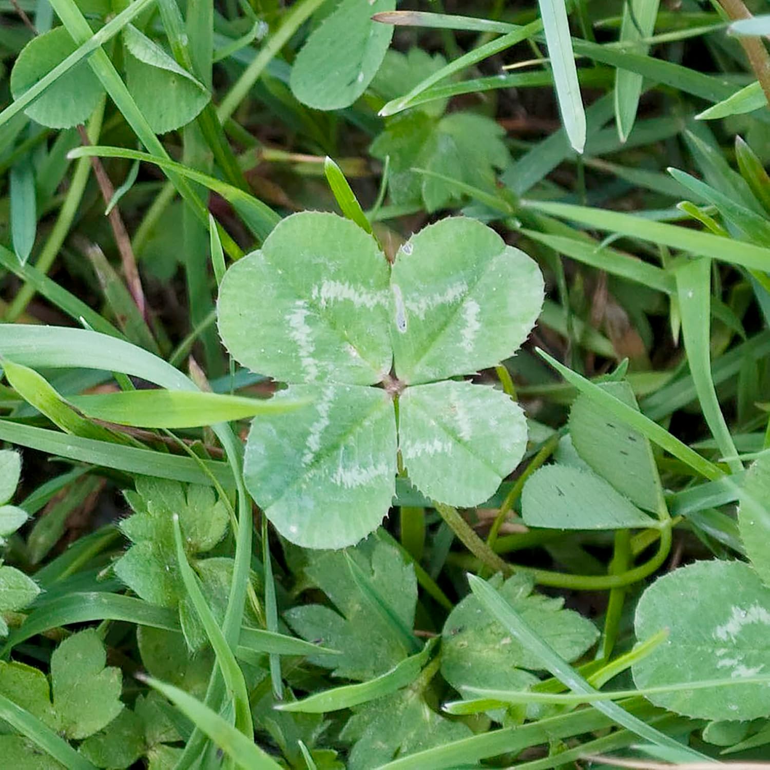 Four Leaf Clover on Patio or Border, Low-Maintenance Perennial Seeds