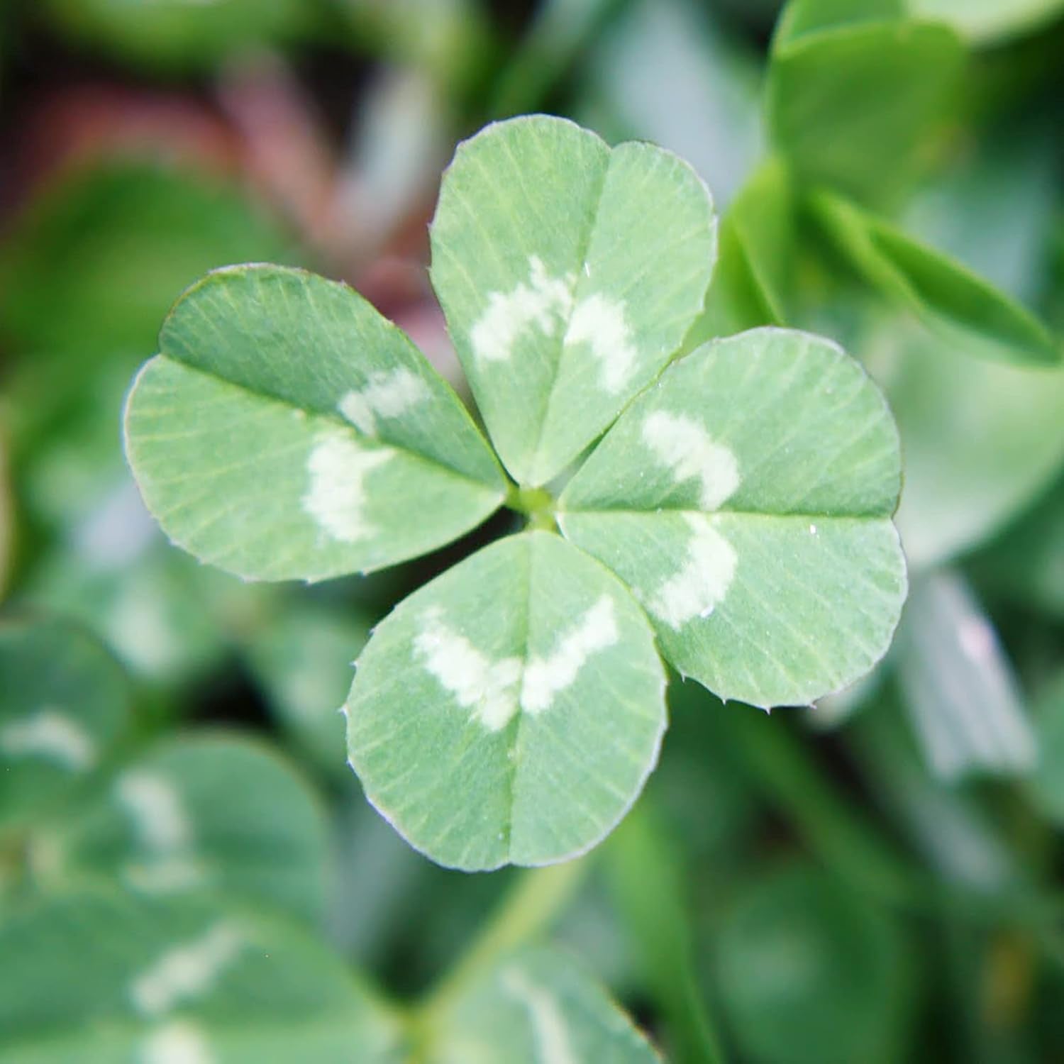 Four Leaf Clover Seeds for Planting, Perennial Non-GMO Ground Cover