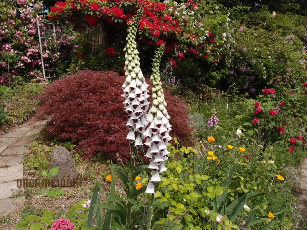 Foxglove ’Pam’s Choice’ Flower Seeds For Planting - Elegant Perennial For Your Garden | Shop