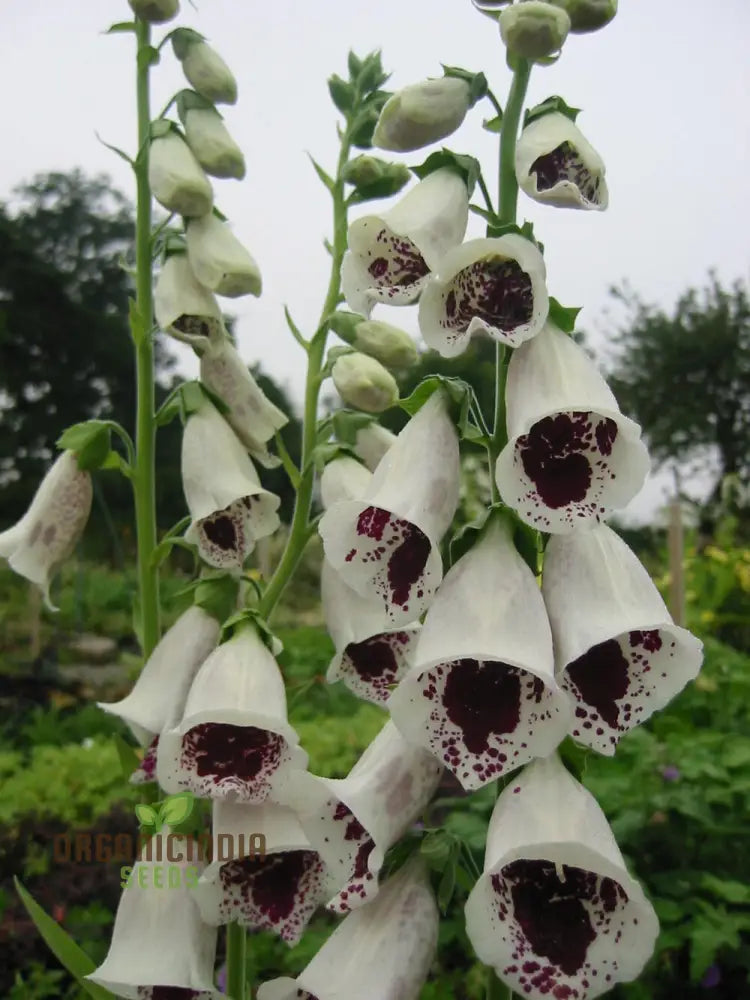 Foxglove ’Pam’s Choice’ Flower Seeds For Planting - Elegant Perennial For Your Garden | Shop