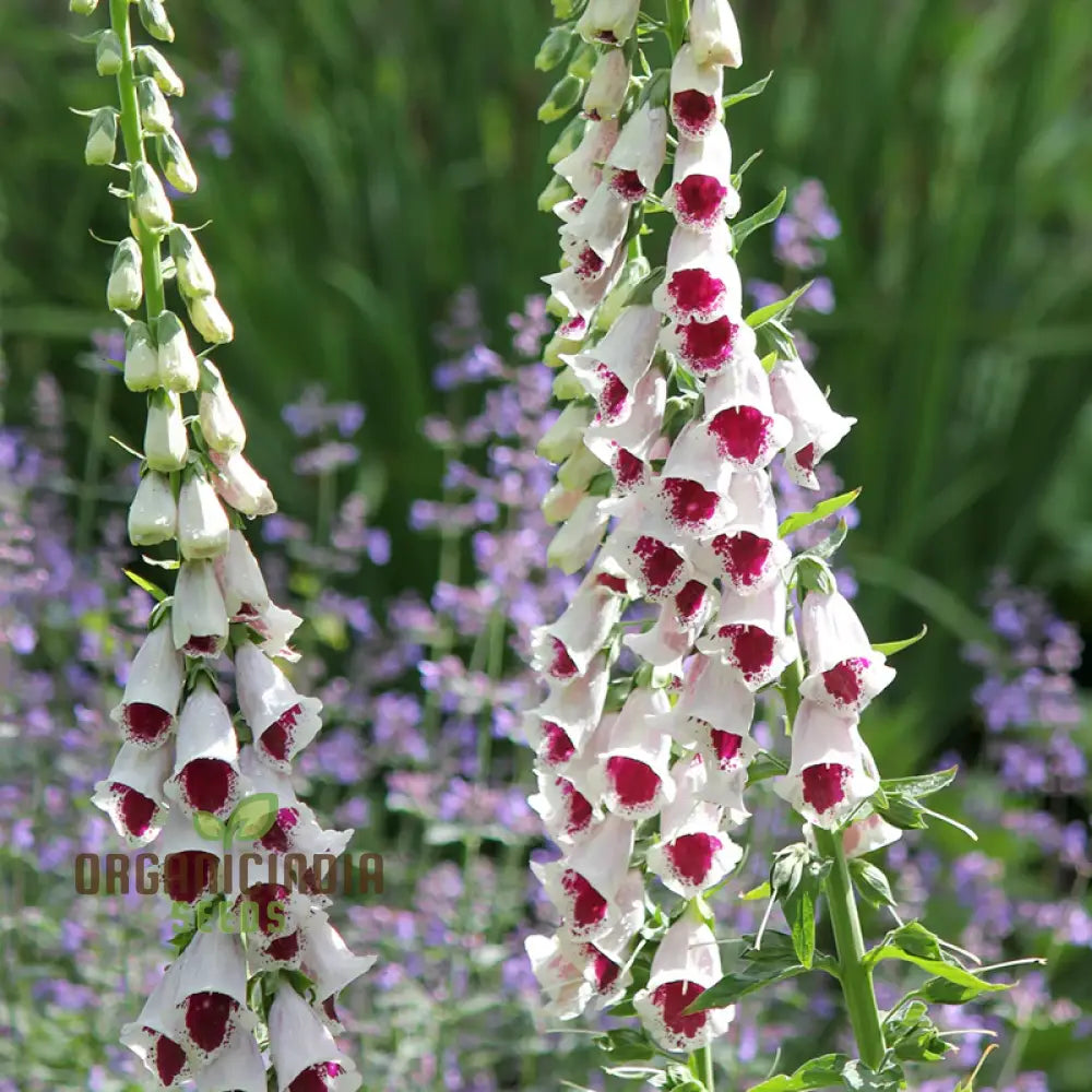 Foxglove ’Pam’s Choice’ Flower Seeds For Planting - Elegant Perennial For Your Garden | Shop