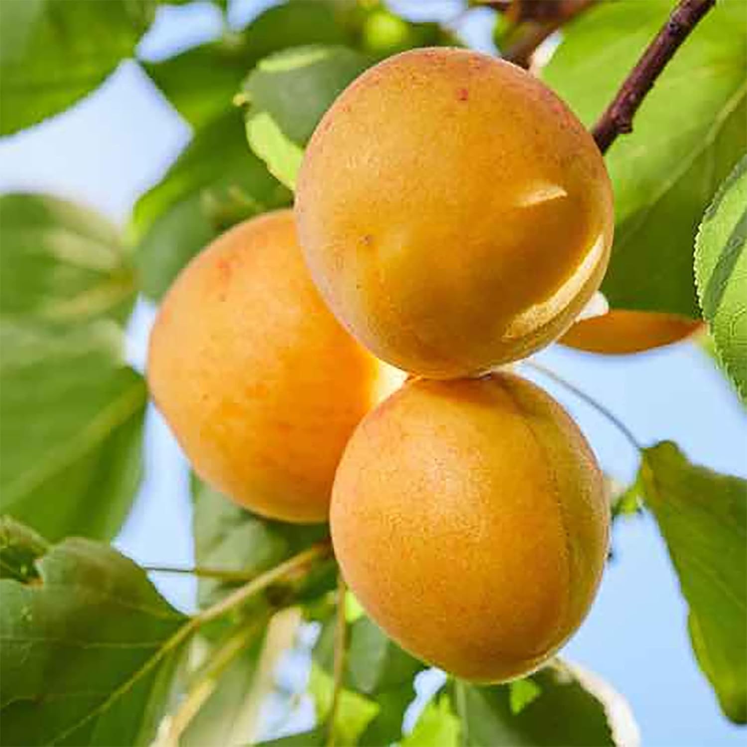 Fragrant Manchurian Apricot tree with pink-white spring blossoms