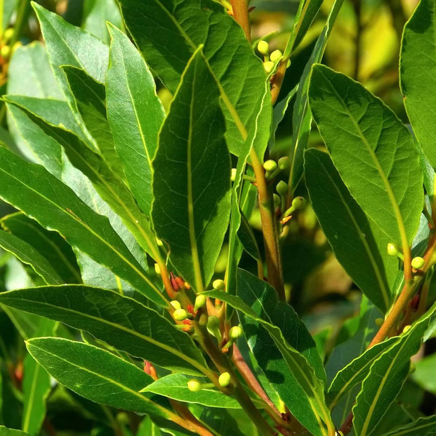 Fragrant Bay Laurel tree seeds