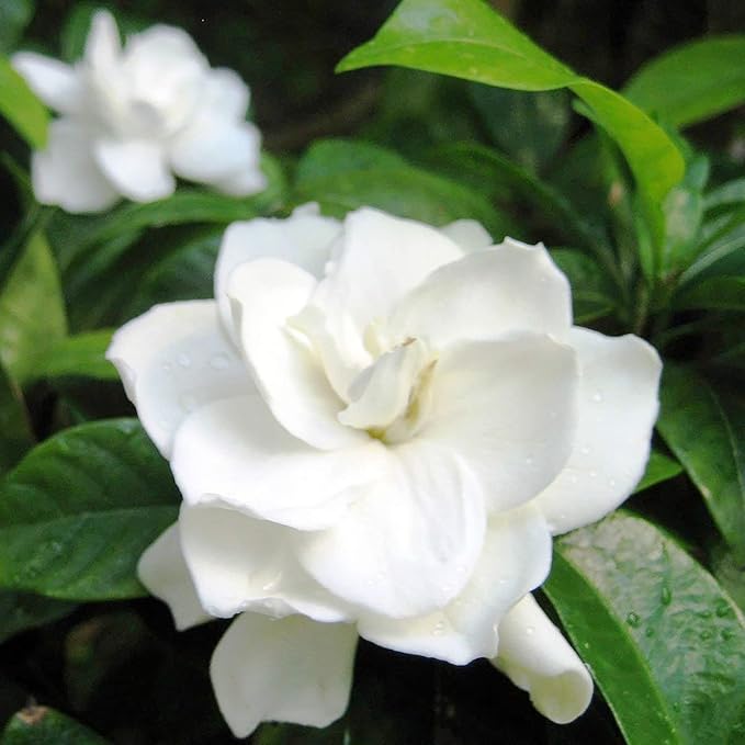 Fragrant jasmine flowers in outdoor landscape