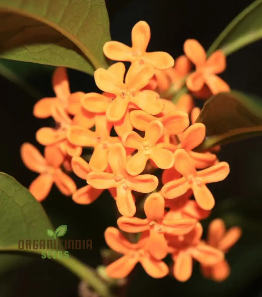 Osmanthus fragrans fragrant blooms