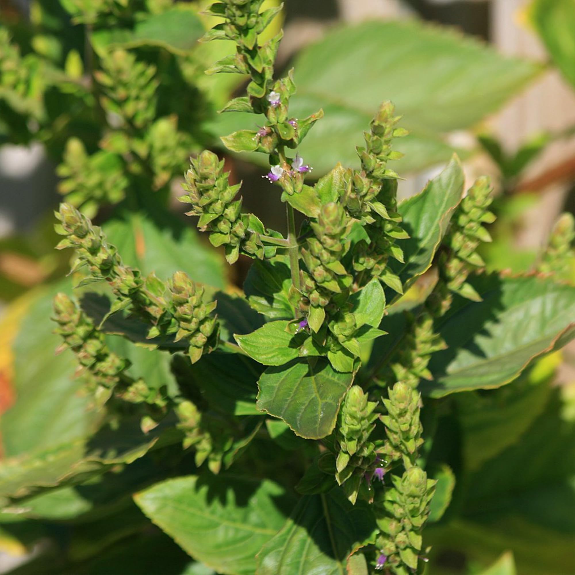 Fragrant Patchouli Plant Seeds for Aromatherapy and Oil