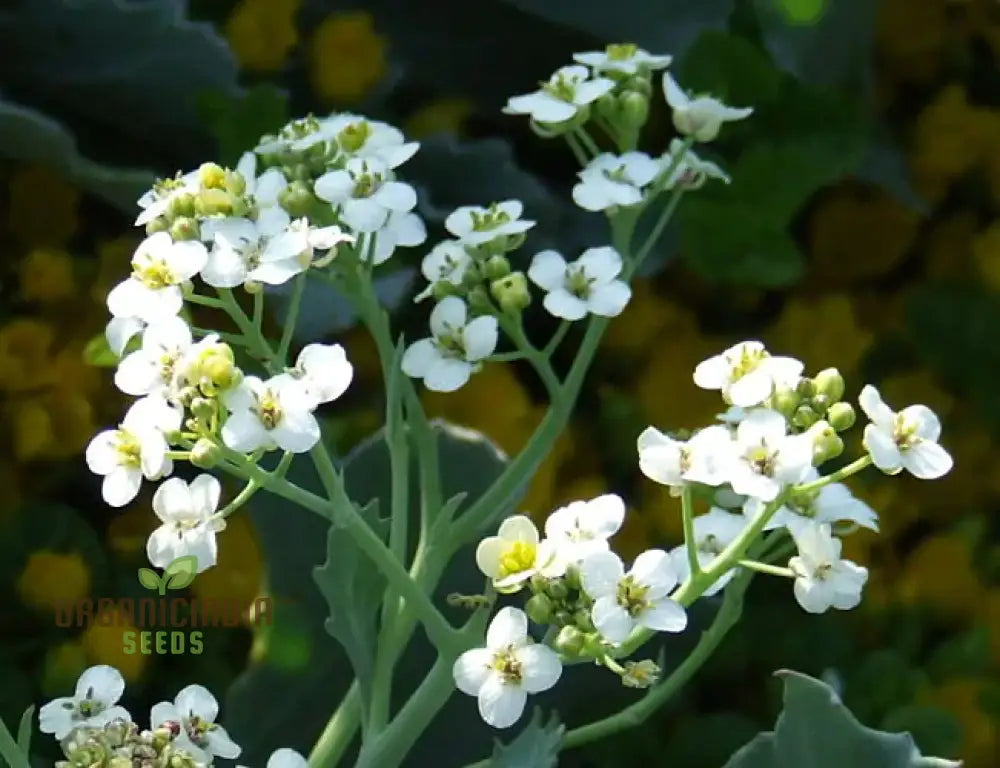 Fragrant White Seakale Flower Seeds for Landscaping