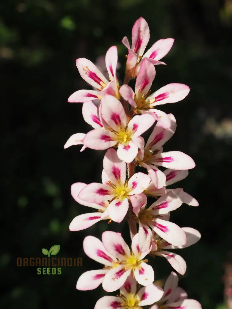 Francoa Appendiculata Seeds Premium Planting Variety For Your Garden