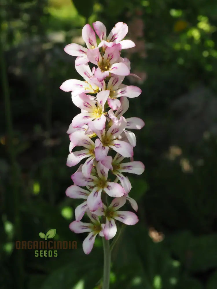 Francoa Appendiculata Seeds Premium Planting Variety For Your Garden