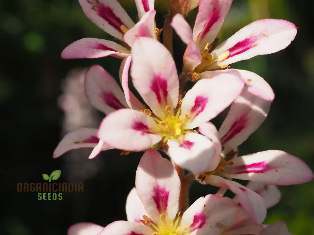 Francoa Appendiculata Seeds Premium Planting Variety For Your Garden