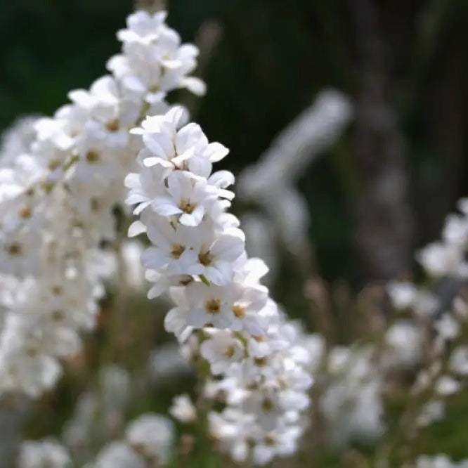 Francoa Ramosa seedlings growing in garden soil