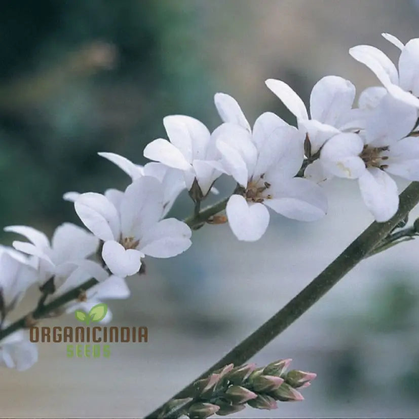 Francoa Ramosa seeds for planting hardy perennial flowers