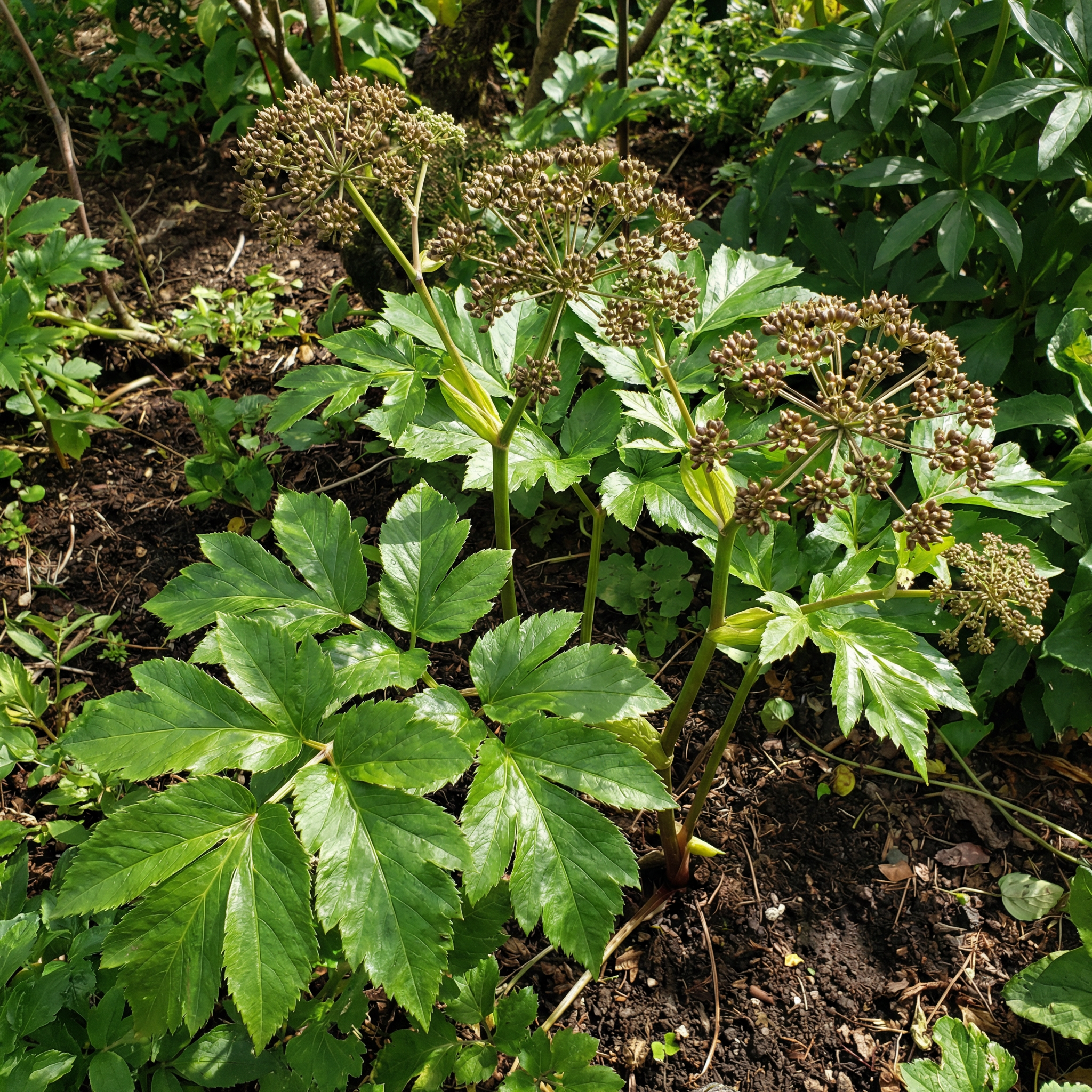 Ashitaba Seeds for Home Garden – Fast Growing Edible Greens