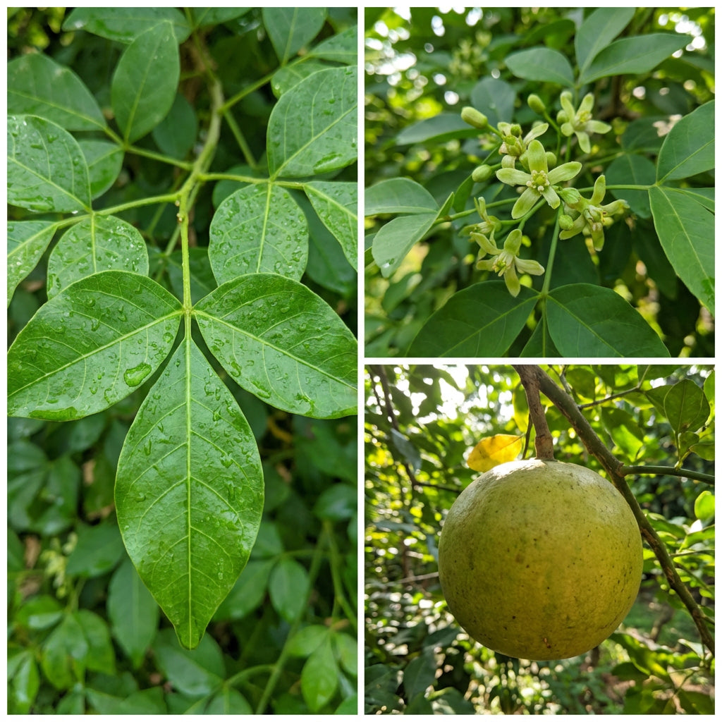 Graines de fruit de Bilva / Bel vert pour plantation au jardin familial