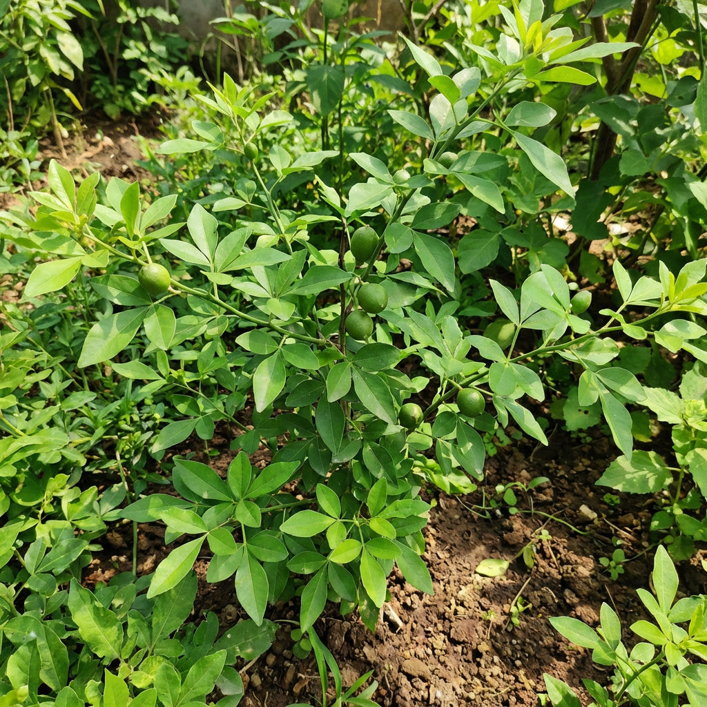 Graines de fruit de Bilva / Bel vert pour plantation au jardin familial