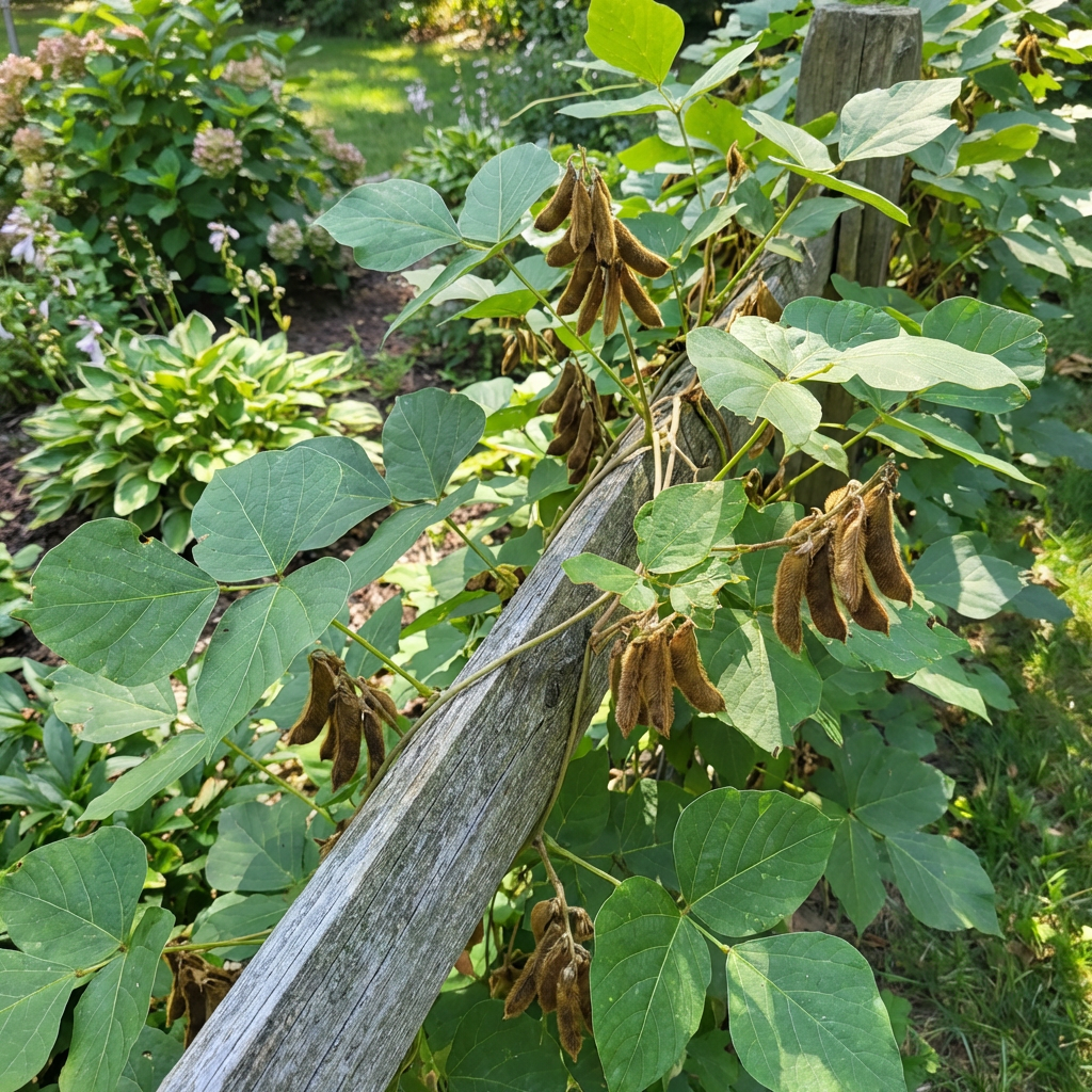 Semillas de Kudzu Pueraria lobata para Plantar – Variedad Tradicional, No Modificadas Genéticamente, Semillas de Enredadera de Crecimiento Rápido para Jardín