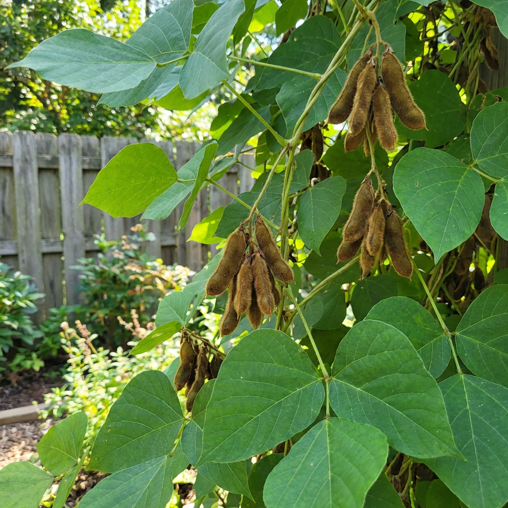 Kudzu Vine Seeds (Pueraria lobata) for Planting | Fast Growing Climbing Garden Plant