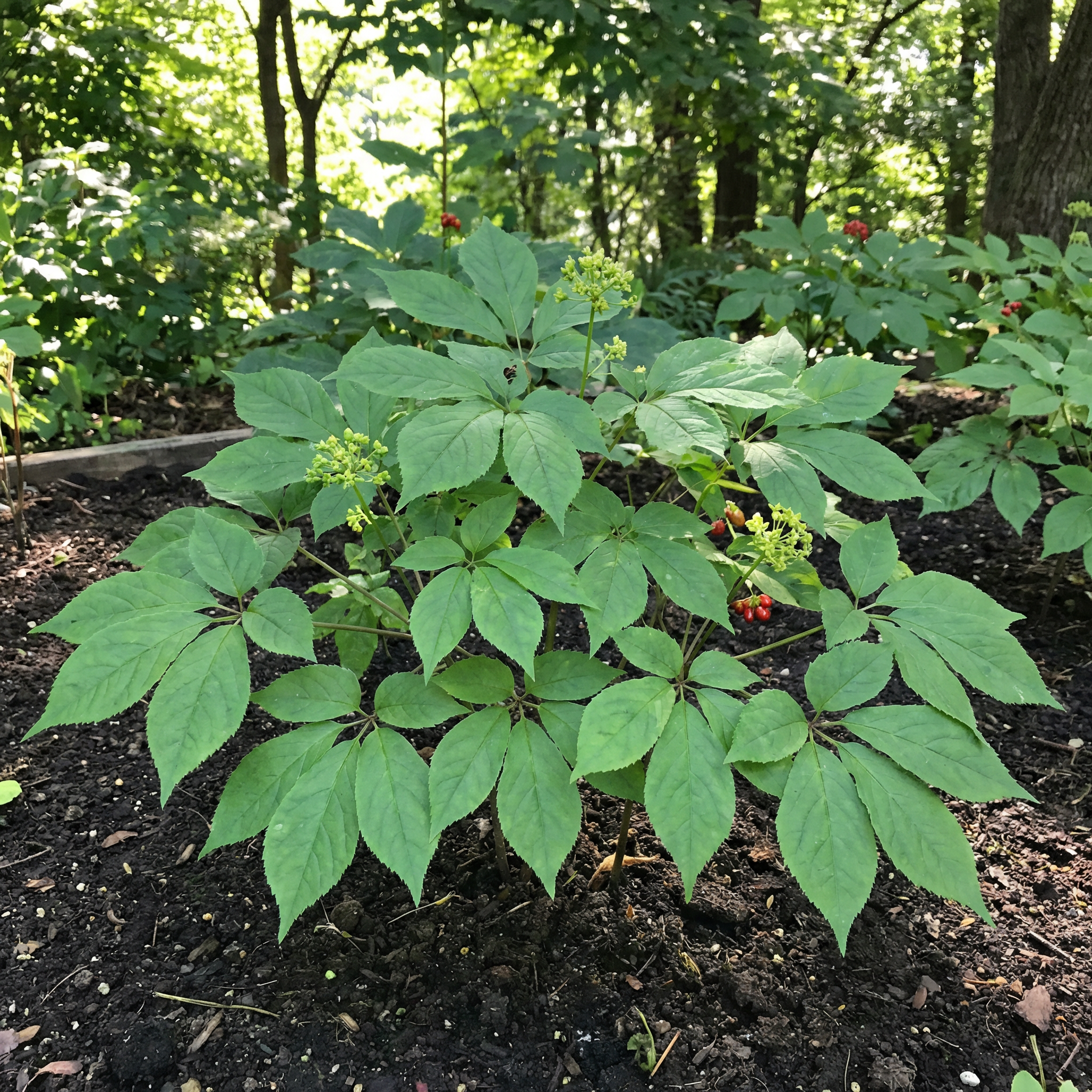 Semi di Ginseng Coreano per Piantare – Erba Perennante Tradizionale per Giardini all'Ombra