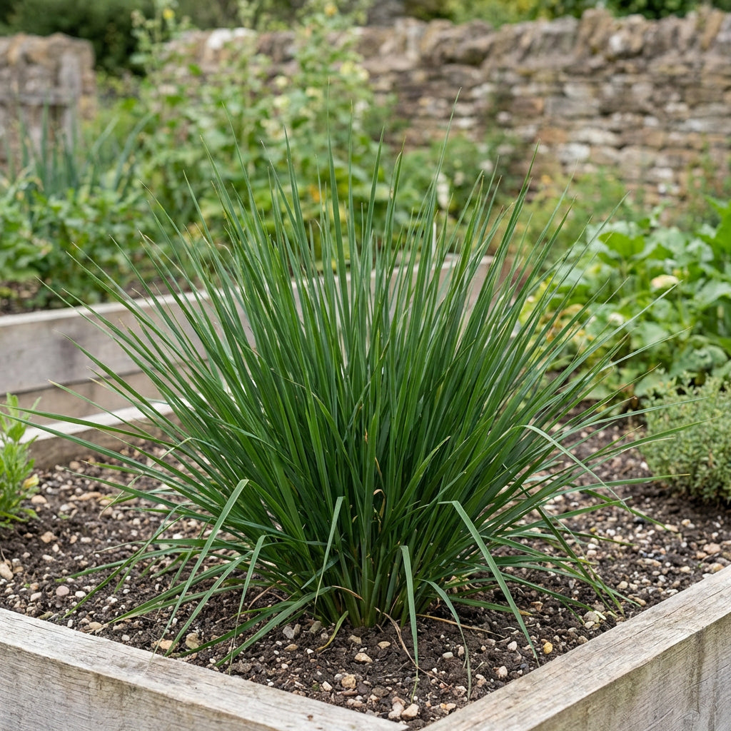 Semi di Erba Vetiver (Chrysopogon zizanioides) – Erba Perennante Profumata per Sistemazioni Paesaggistiche e Copertura del Suolo