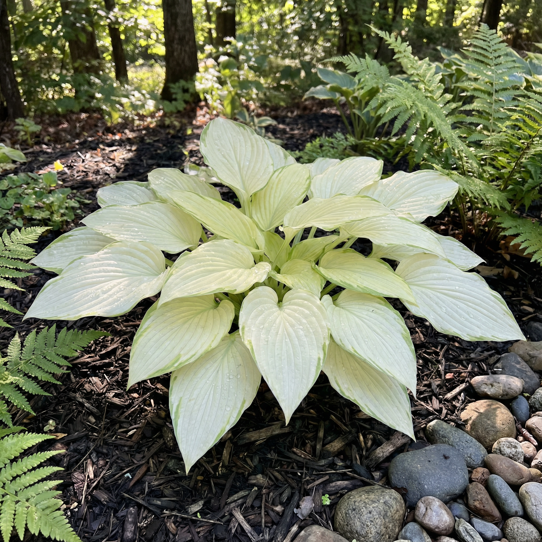 Semillas de Hosta para Plantar – Variedad de Follaje de Hosta spp., Planta Perenne de Sombra, Heredada, No OGM
