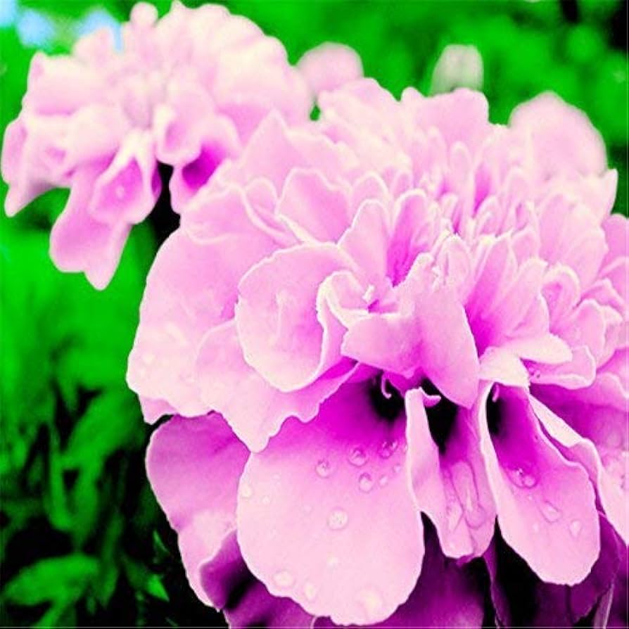 Pink French Marigold flower seeds