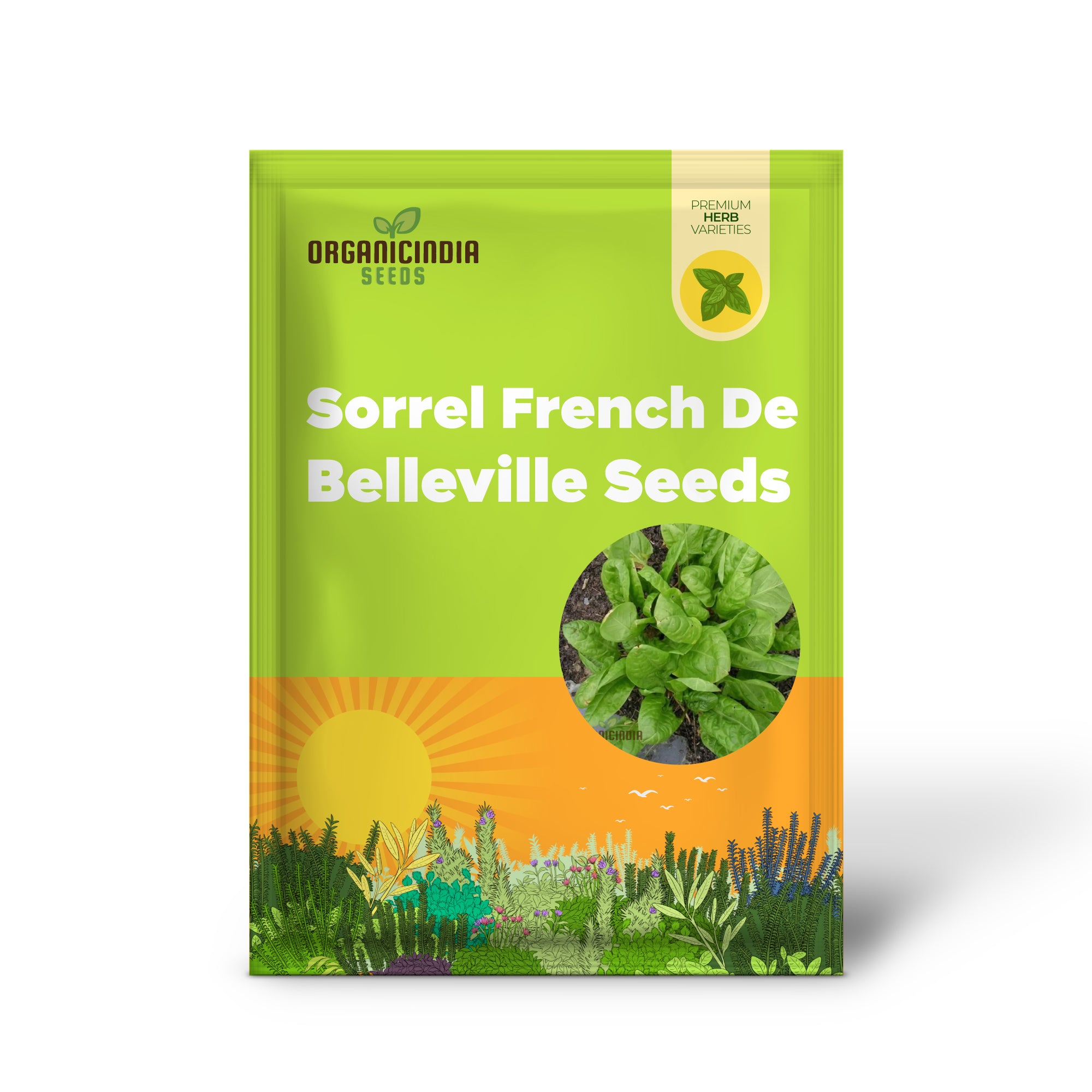 French Sorrel De Belleville with Fresh Green Tangy Leaves