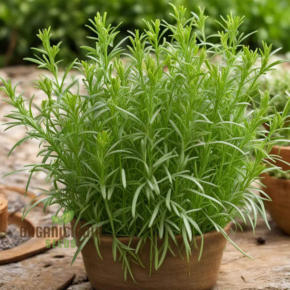 French tarragon seeds premium quality for planting