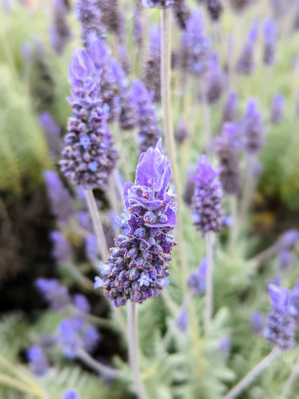 Semillas de Lavanda Francesa (Lavandula dentata) – Elegantes Flores Fragantes para Jardines