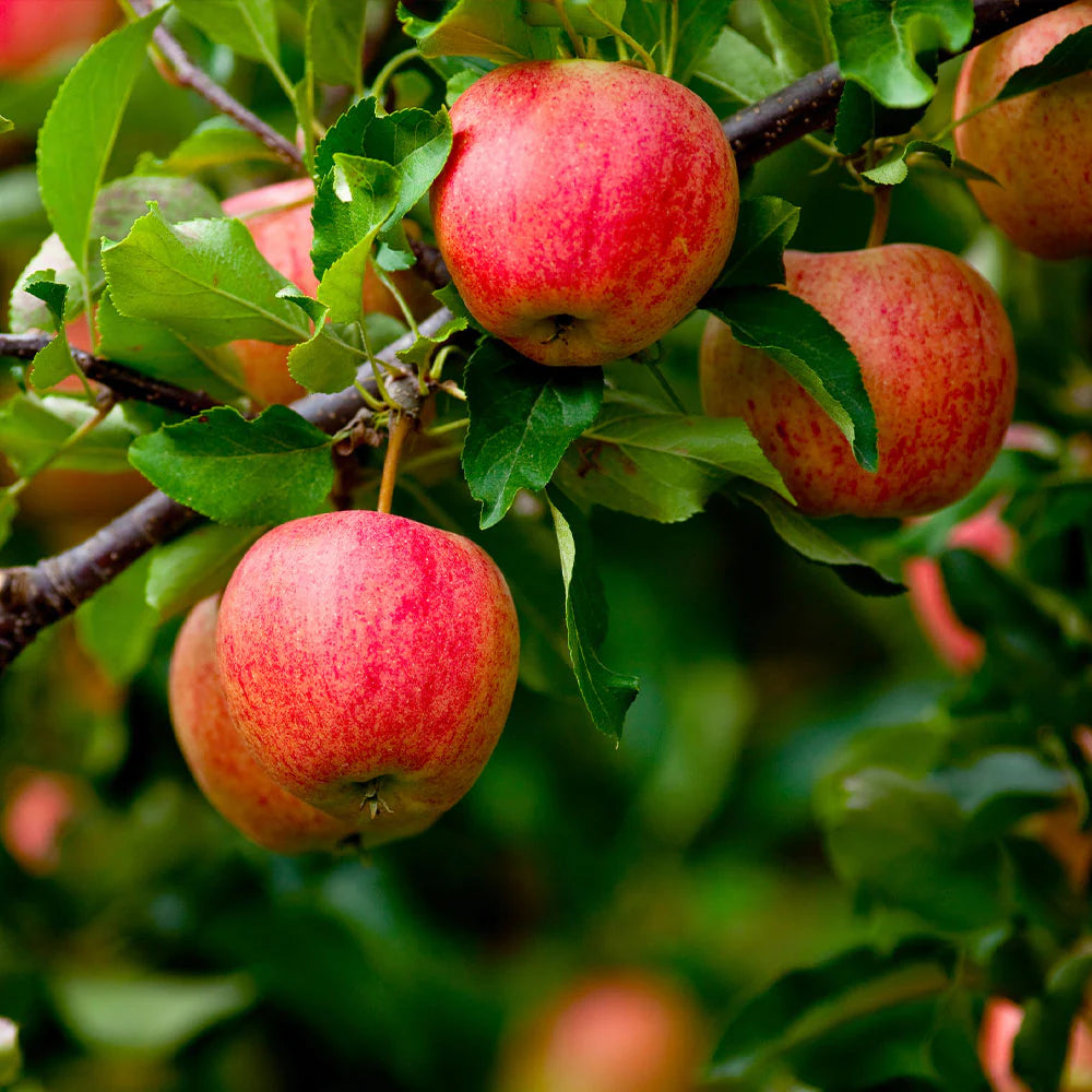 Fresh Fuji apples ripening on tree branch