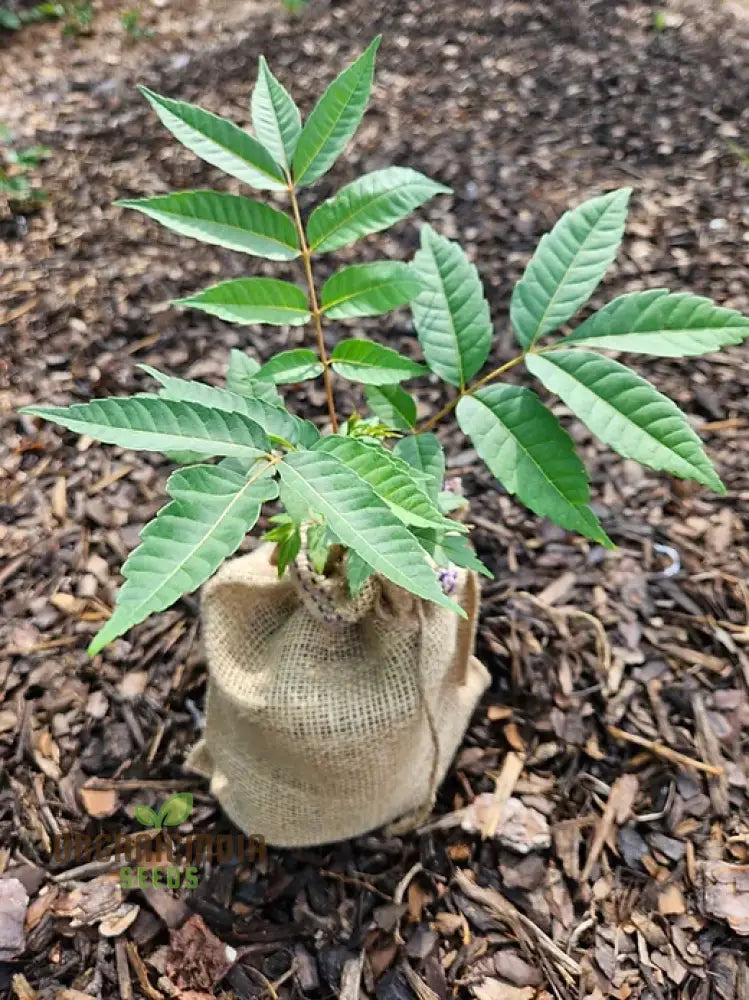Fresh Green Toona Tree Seeds for Planting in Home and Garden