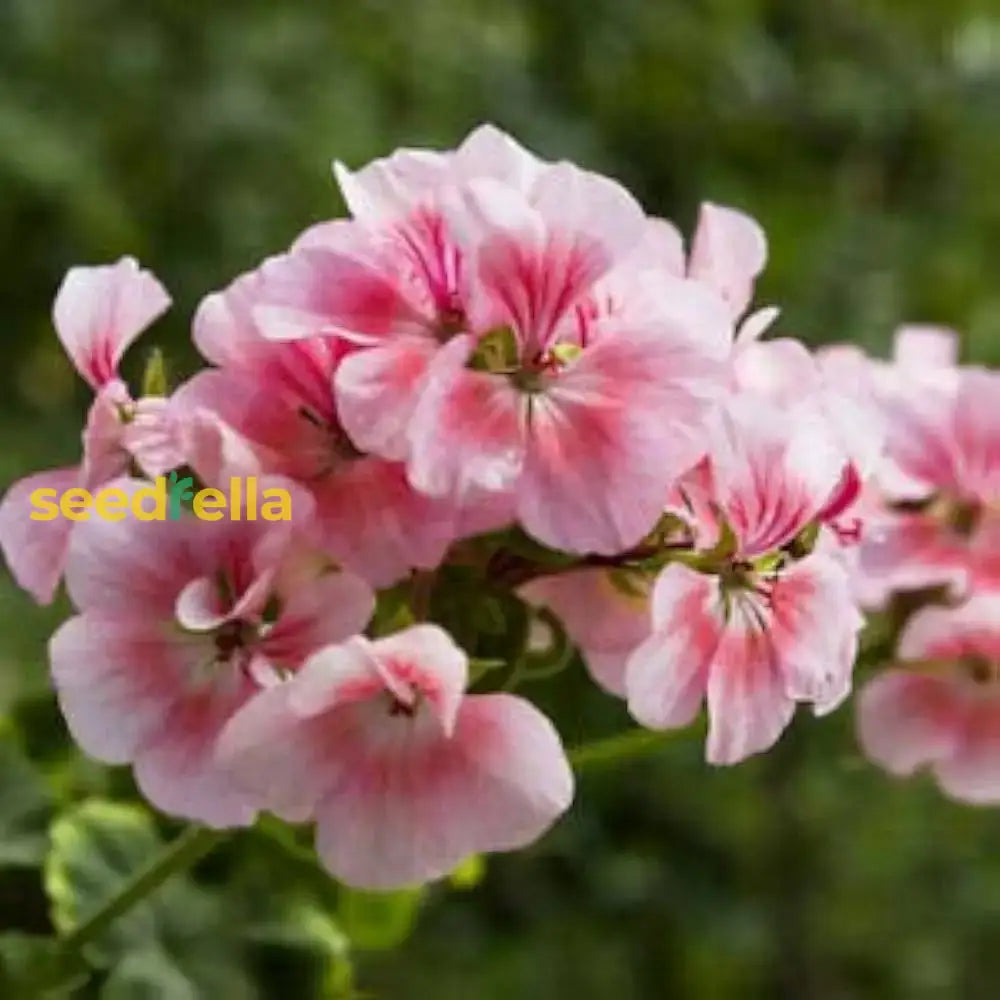 Fresh Light Red Geranium Seeds for Colorful Garden Planting