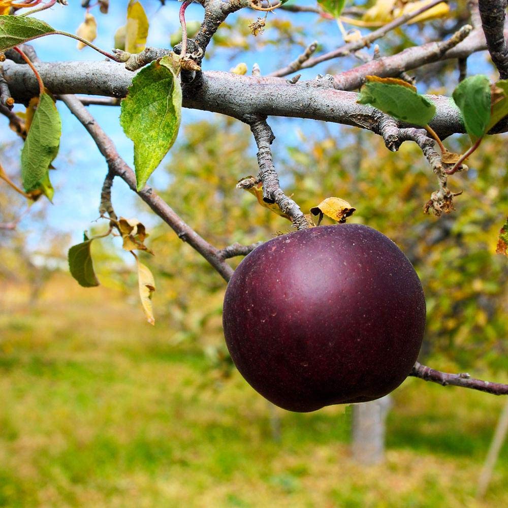 Freshly harvested Arkansas Black apples with glossy dark skin