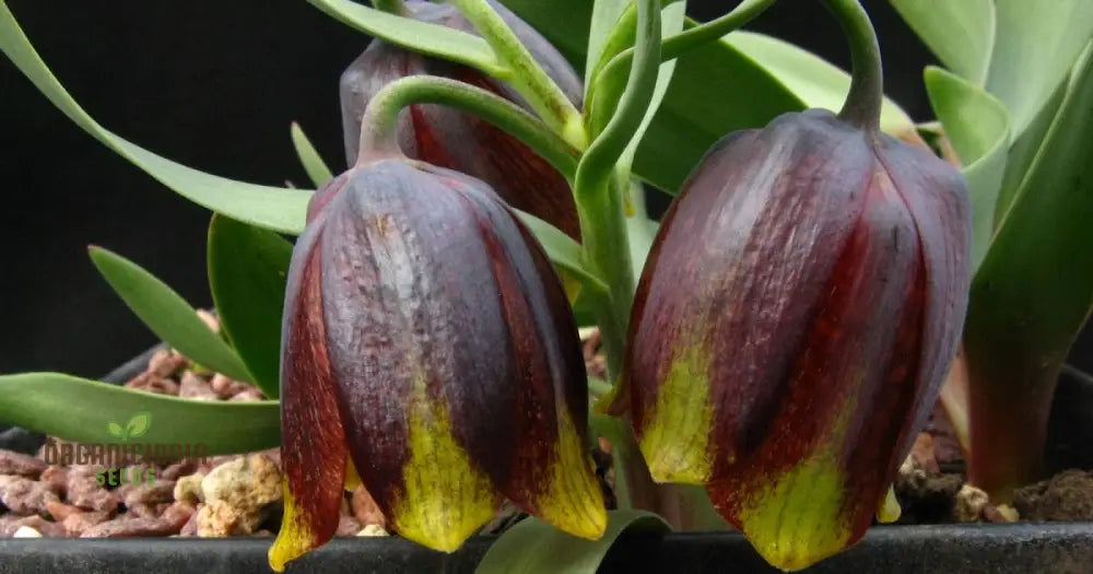 Fritillaria Crassifolia Subsp Kurdica Seeds For Planting - Premium Quality Your Garden
