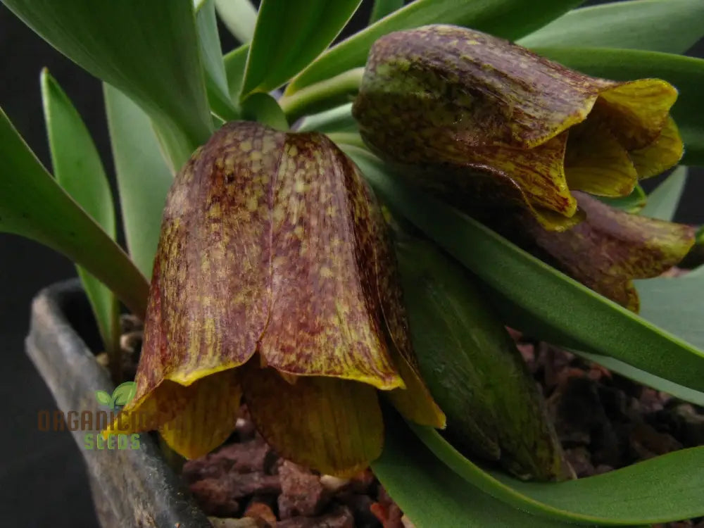 Fritillaria Crassifolia Subsp Kurdica Seeds For Planting - Premium Quality Your Garden