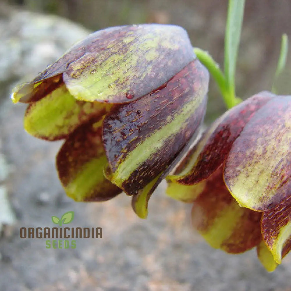 Fritillaria Crassifolia Subsp Kurdica Seeds For Planting - Premium Quality Your Garden