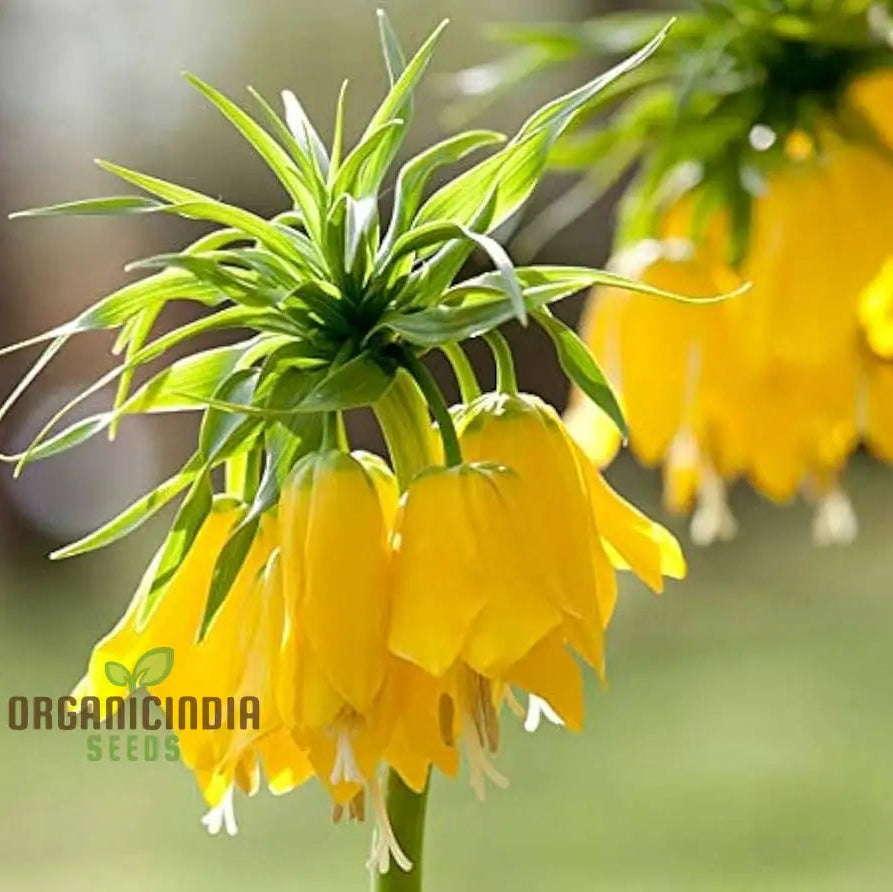 Fritillaria Imperialis Lutea seeds for planting yellow Crown Imperial flowers