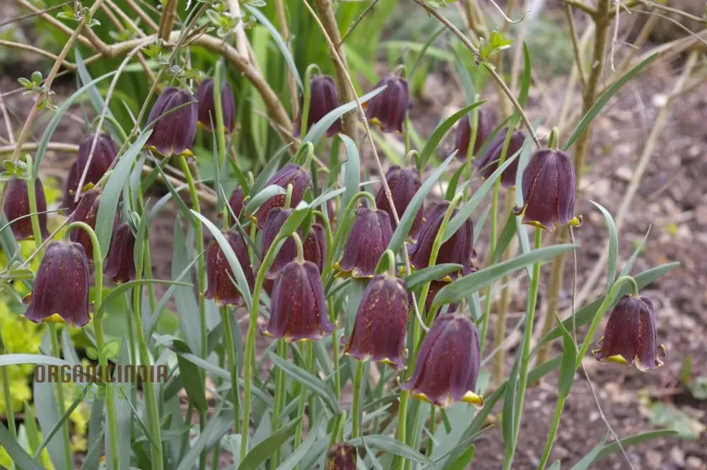 Fritillaria Pyrenaica Seeds - Rare Alpine Planting For Gardening Enthusiasts Instructions Included