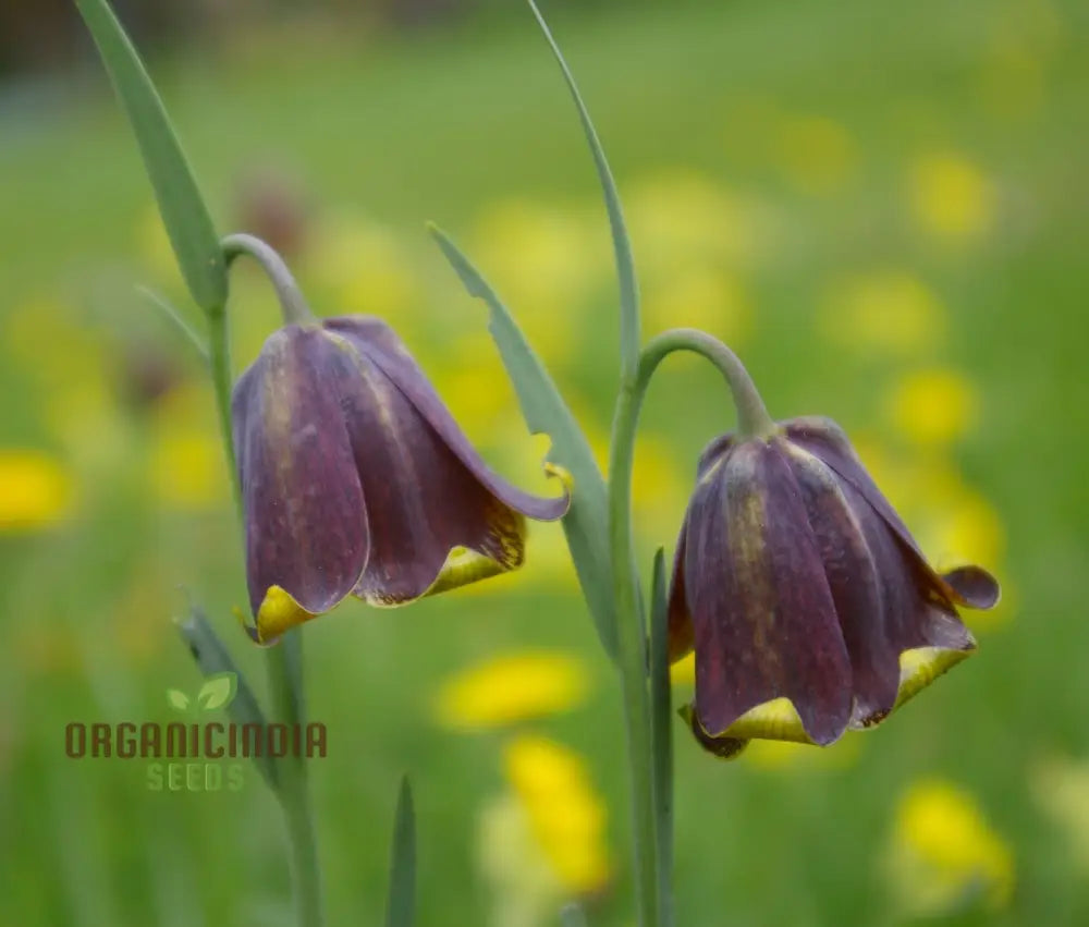 Fritillaria Pyrenaica Seeds - Rare Alpine Planting For Gardening Enthusiasts Instructions Included