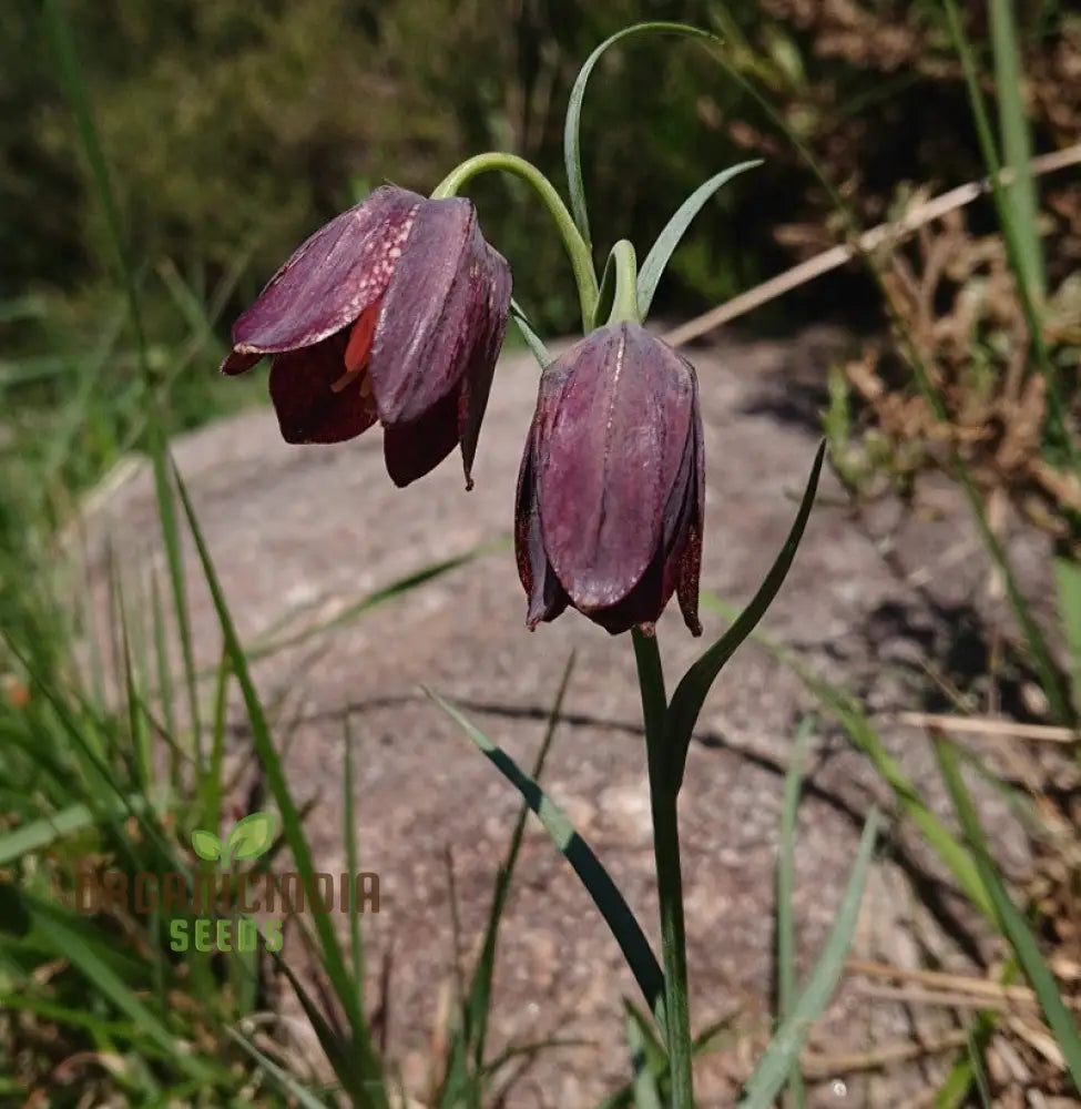 Fritillaria Pyrenaica Seeds - Rare Alpine Planting For Gardening Enthusiasts Instructions Included