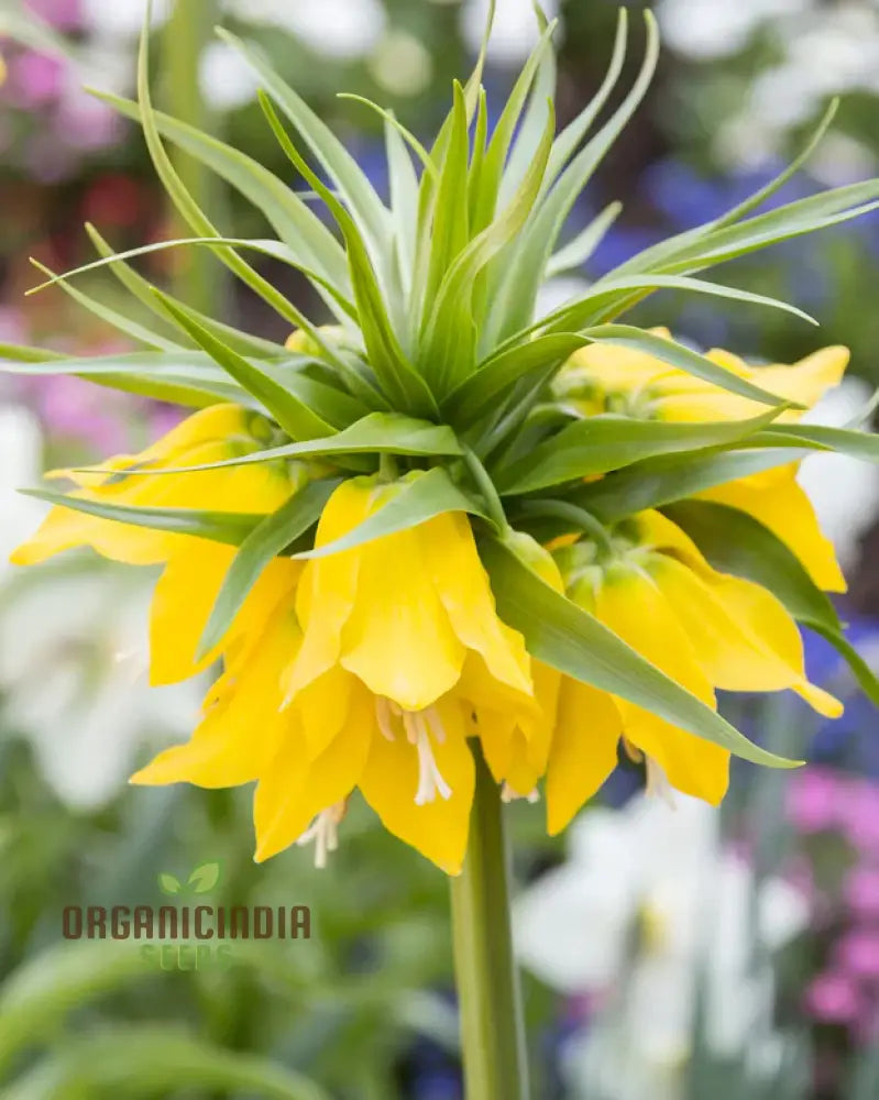 Fritillaria seeds grown into full blooming Crown Imperial flowers
